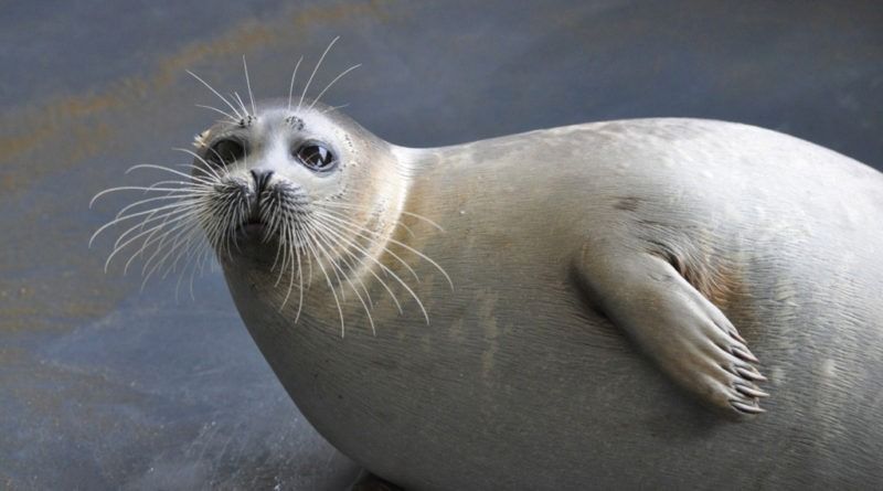 Каспийский тюлень