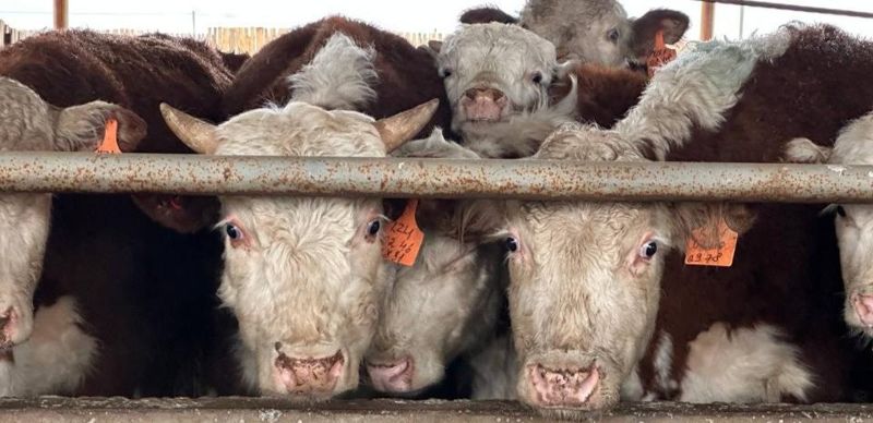 Обложка: Запрет на вывоз бычков продлили на полгода