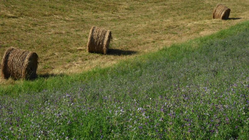 Аграрии Казахстана получат $2 млн от ООН