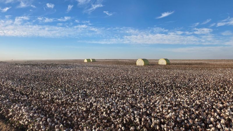 Хлопковое поле, выращивание хлопка 