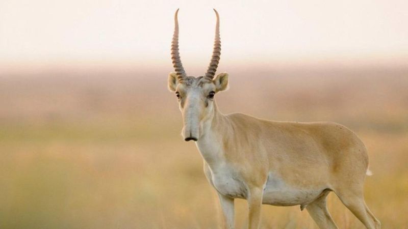 сайгак в степи