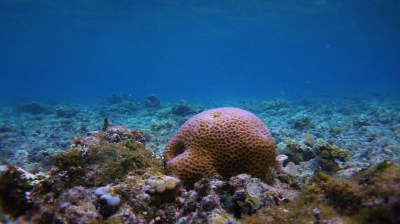 Морское дно, дайвинг, кораллы