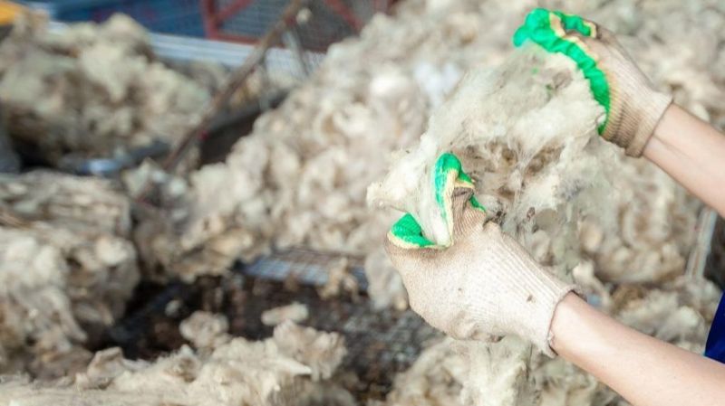 человек держит в руках овечью шерсть