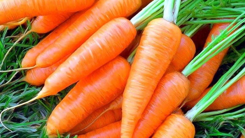 Казахстан вводит запрет на вывоз моркови из страны