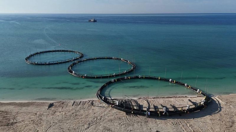 Рыбное хозяйство, производство рыбы