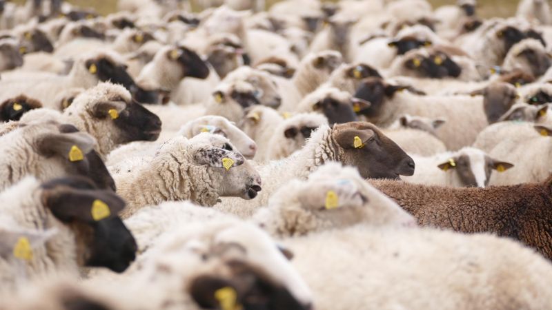 Отара овец