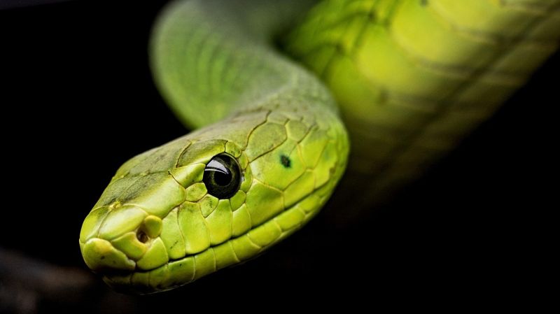 Змеи избавились от гормона аппетита: может ли это открыть людям способ похудеть