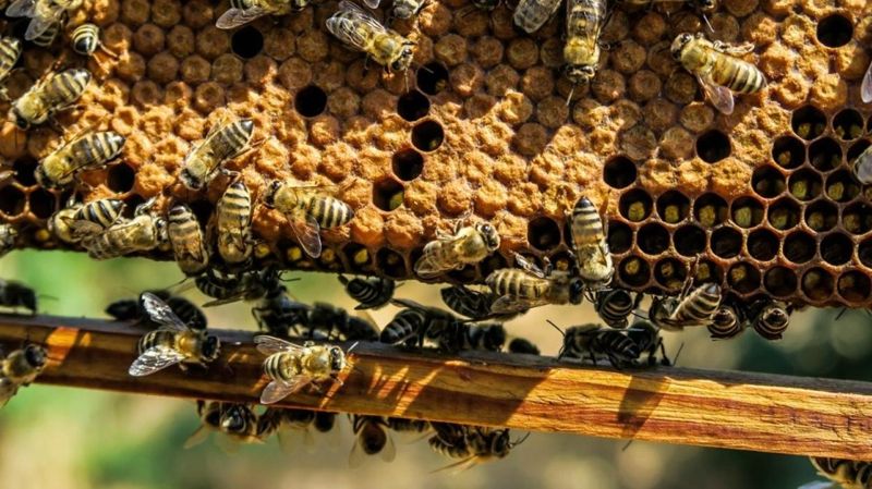 пчелы, мед, соты