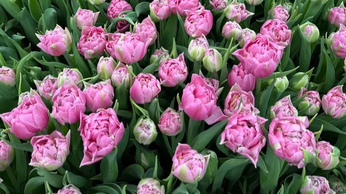 Цветы, 8 Марта, рынок цветов