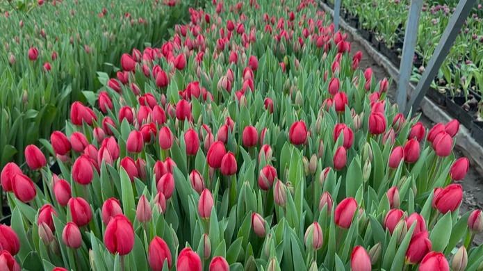 Цветы, 8 Марта, рынок цветов