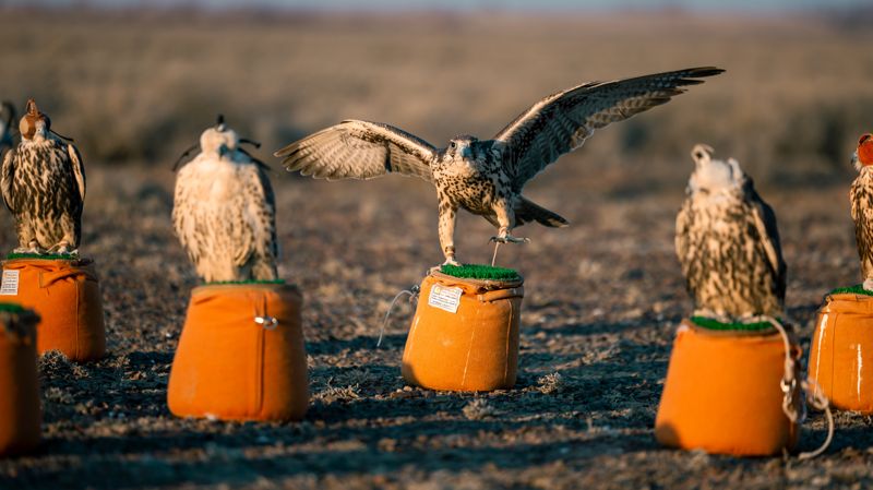 Соколы, хищные птицы, соколиная охота, экология