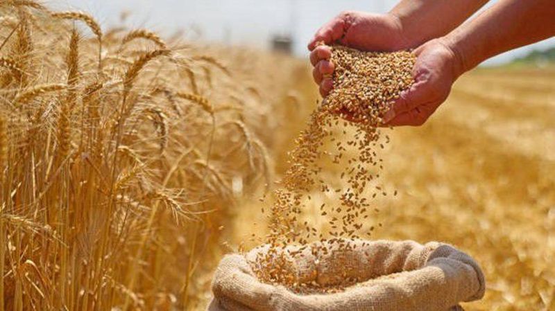 зерно, пшеница