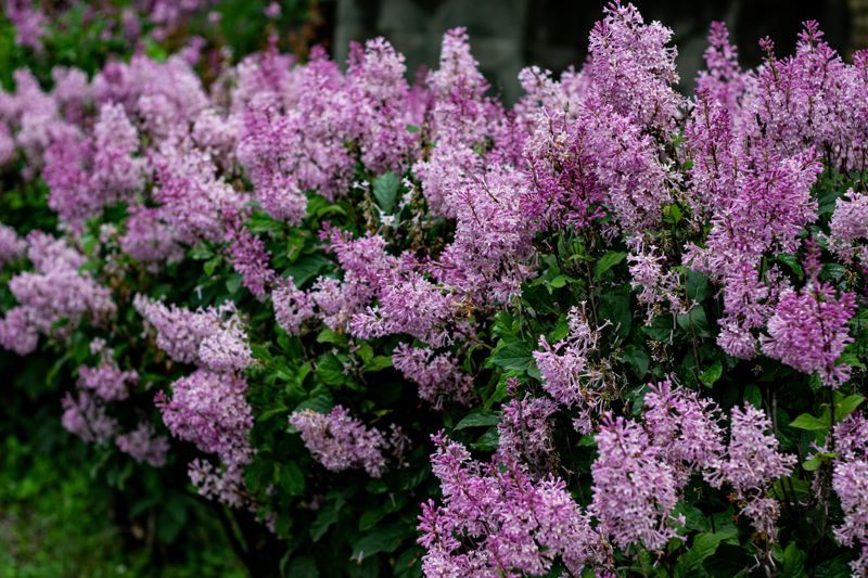 Сирень цветы природа