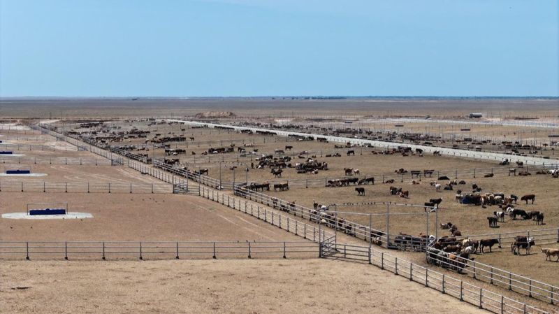 Обложка: Свыше 10 млрд тенге направили на откормочный комплекс в Туркестанской области