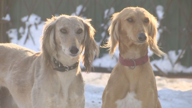 Тазы собаки