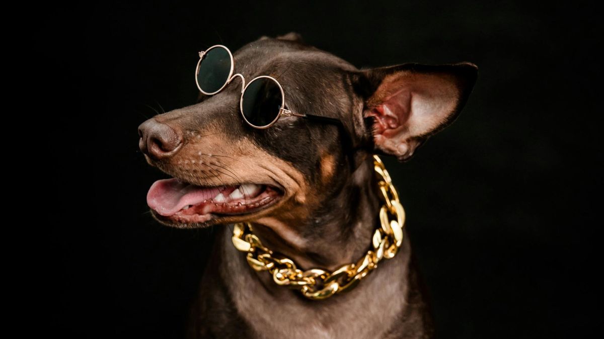 В Нью-Йорке представили коллекцию ювелирных украшений для собак 